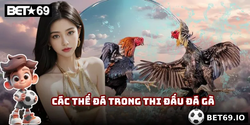 Đá Gà Đòn Bet69 | Đấu Trường Bản Lĩnh Chiến Kê Thật Thụ 4 Các thế đá được áp dụng trong khi thi đấu đá gà