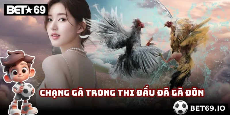 Đá Gà Đòn Bet69 | Đấu Trường Bản Lĩnh Chiến Kê Thật Thụ 3 Chạng gà trong thi đấu đá gà đòn