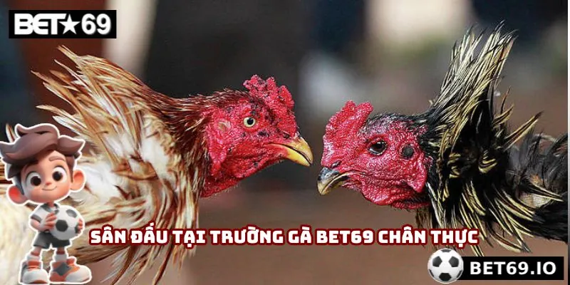 Sân đấu tại trường gà Bet69 được tái hiện chân thực